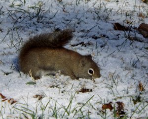 SAT FUN: Busy Squirrel