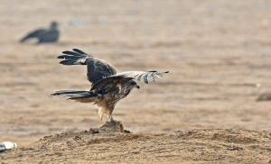 black kite