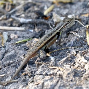 Rose-bellied Lizard (male)