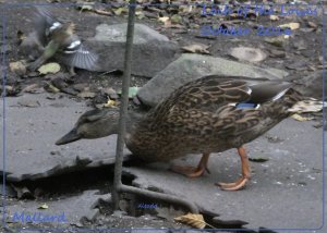 Female Mallard and...