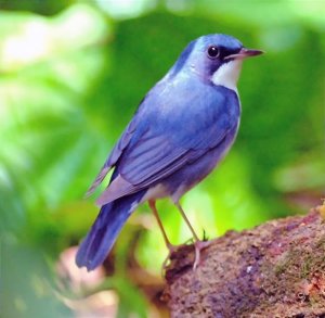 Siberian blue Robin (M)