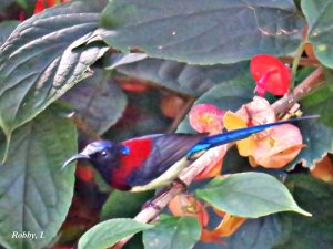 Black-throated Sunbird