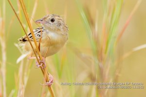 Rattling  Cisticola