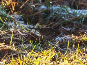 Meadow Pipit feeding in the melting frost.