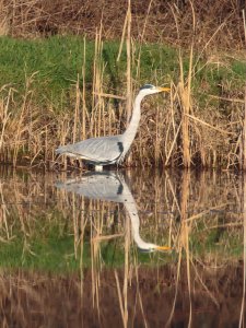 Grey Heron reflection