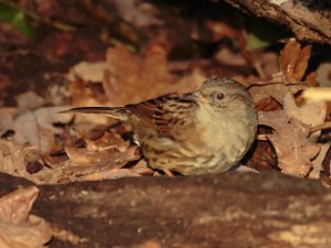 Dunnock