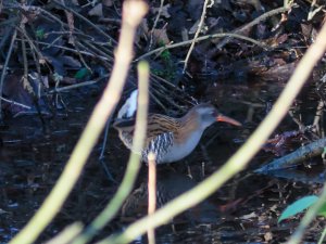 Water Rail record shot