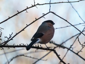 Bullfinch