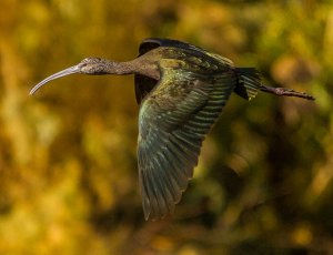 White-faced Ibis