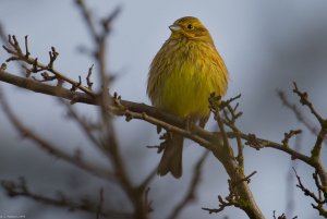 Yellowhammer