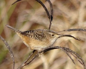 Sedge Wren