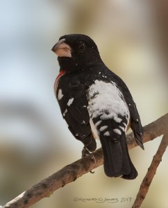 Rose Breasted Grosbeak male