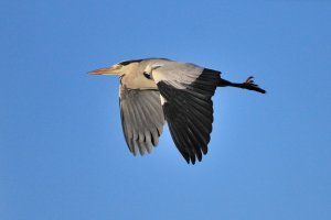 Grey Heron