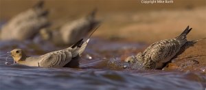 Chestnut-bellied Sandgrouse (Pterocles exustus)