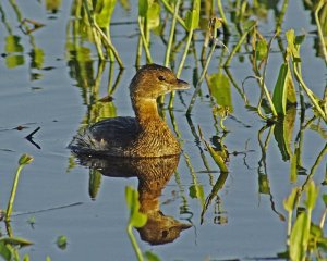 Pied-billed Grebe