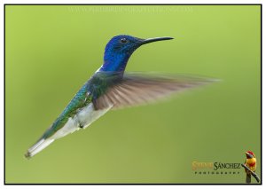 White-necked Jacobin