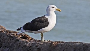 Black-backed Gull