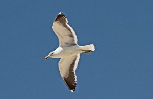 Black-backed Gull