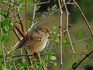 White-crowned Sparrow