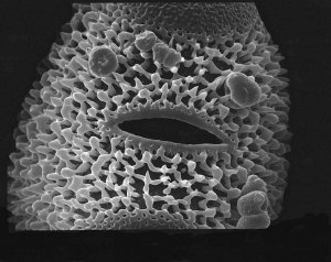 Fishy Pollen Grain