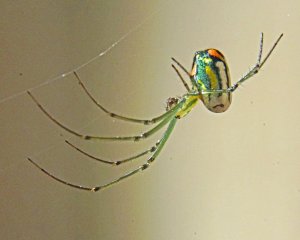 Orchard Orbweaver