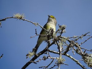 White-eyed Vireo