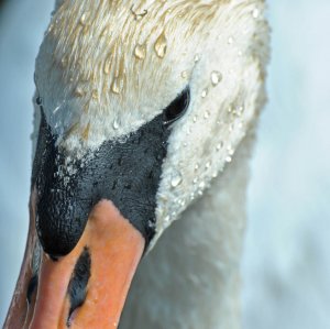 Mute Swan