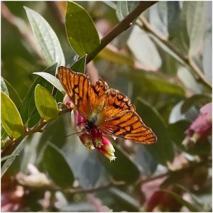 Andean Silverspot