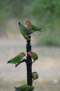 Thirsty Lovebirds