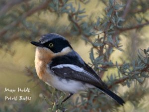 Pririt Batis (female)