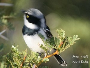 Pririt Batis (male)