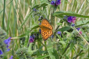 Dark Green Fritillary