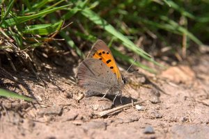 Small Copper