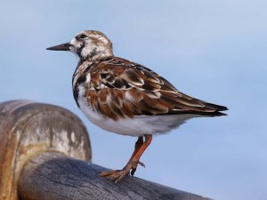 Ruddy Turnstone