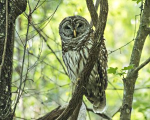 Barred Owl