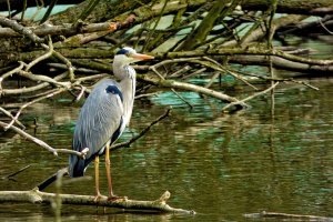 Grey Heron