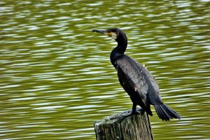 Cormorant