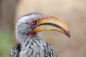 Yellow-billed Hornbill