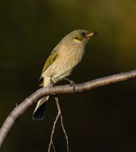 Immature Fuscous Honeyeater