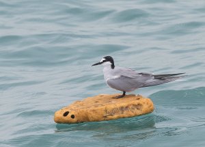 Aleutian Tern