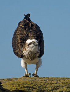 Osprey