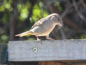 House Sparrow