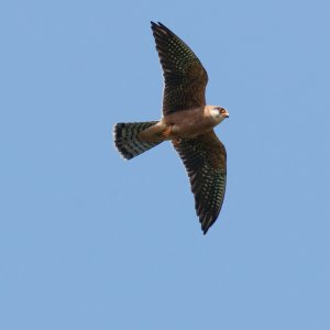 Red-footed Falcon