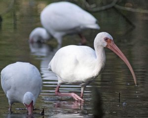 White Ibis