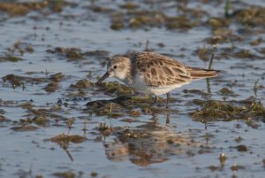 Red-necked Stint