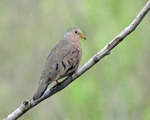 Common Ground Dove