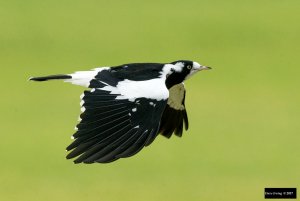 Magpie-lark (Grallina cyanoleuca)