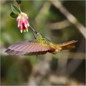 Chestnut-breasted Coronet