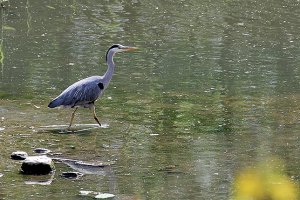 Grey Heron