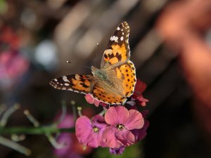 Painted Lady